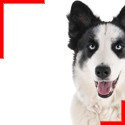 Yakutian Laika