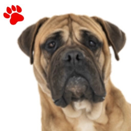 Bullmastiff