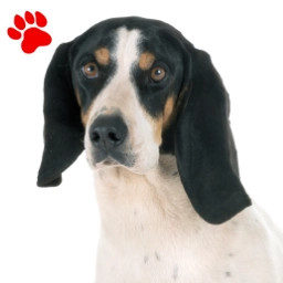 Chien Courant Suisse Bernois