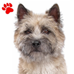 Cairn Terrier