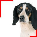 Chien Courant Bernois