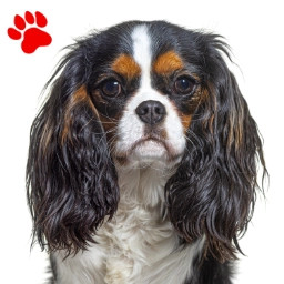 Cavalier King Charles