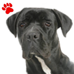 Cane Corso noir