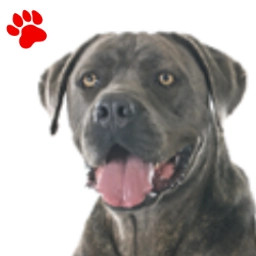 Cane Corso gris