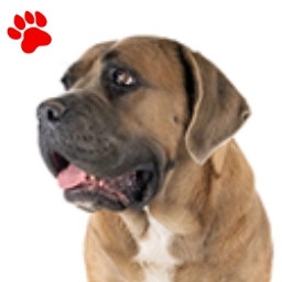 Cane Corso Fauve