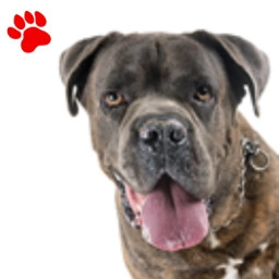 Cane Corso bringé
