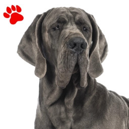 Dogue Allemand
