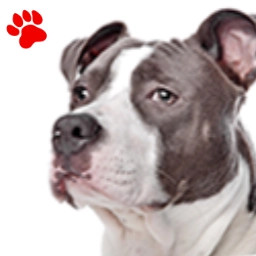 Amstaff Bleu