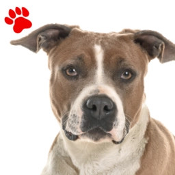Amstaff fauve