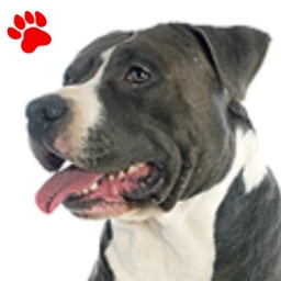 Amstaff noir