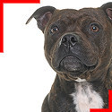 Staffie bringé
