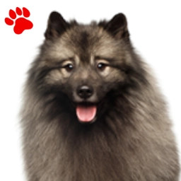 Keeshond