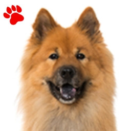 Eurasier