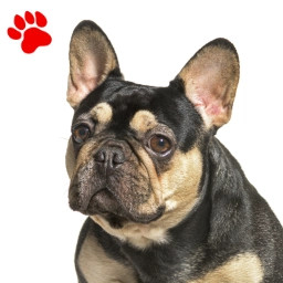 Bouledogue noir et feu