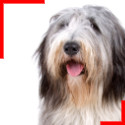 Bobtail