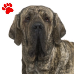 Fila Brasileiro