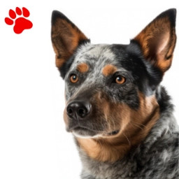 Bouvier Australien