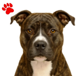 Amstaff bringé