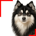 Pomsky