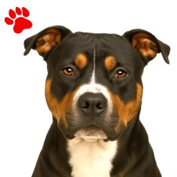 Amstaff tricolore