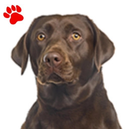 Labrador Chocolat