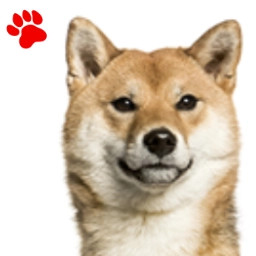 Akita Inu