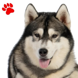 Alaskan Malamute