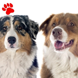 Australiens Shepherd (4 colours)