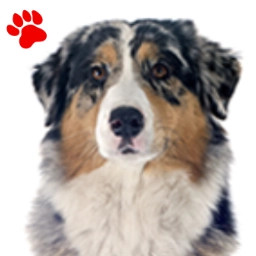 Australian Shepherd Blue Merle