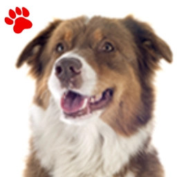 Red Tricolor Australian Shepherd