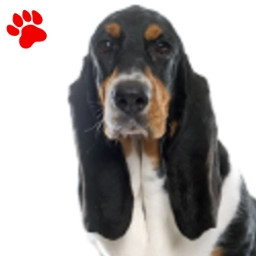 Basset Hound
