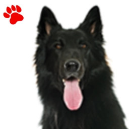 Groenendael