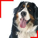 Bernese Mountain