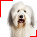 Bobtail, Old English Sheepdog