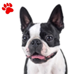 Boston Terrier