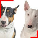 Bull Terrier (4 colors)