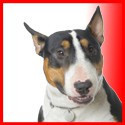 Tricolor Bull Terrier