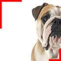English Bulldog