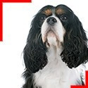 Cavalier King Charles