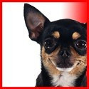 Smooth Coat Chihuahua
