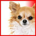 Long Coat Chihuahua
