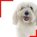 Coton de Tulear