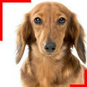 Long-Haired Dachshund