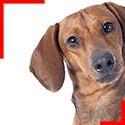 Smooth-Haired Dachshund