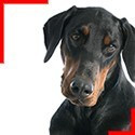 Doberman