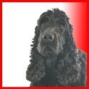 Black English Cocker