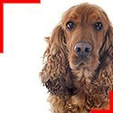 Red English Cocker Spaniel
