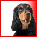 Black and Tan English Cocker