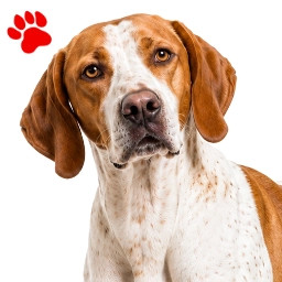 Pointer