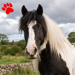 Pancartes Personnalisables Cheval